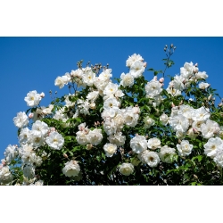 Катереща роза - разсад в бяло гърне - 