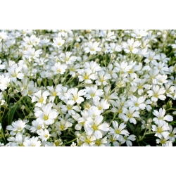 Семена Snow-In-Summer - Cerastium biebersteinii - 250 семян - семена