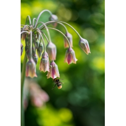 Сицилианският чесън - 5 крушки - Allium siculum
