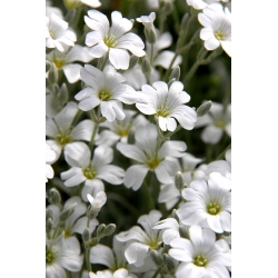 Sniego-vasaros sėklos - Cerastium biebersteinii - 250 sėklų
