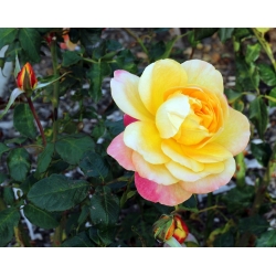 Nagy virágos rózsa - citrom-sárga-rózsaszín - cserepes csemete - 