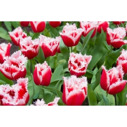Tulipano Canasta - pacchetto di 5 pezzi - Tulipa Canasta
