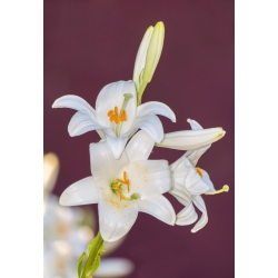 Lilium, Lily Candidum - цибулина / бульба / корінь - Lilium candidum