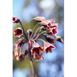 Sicílsky Cesnak - 5 kvetinové cibule - Allium siculum