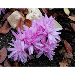 Colchicum Waterlily - Autumn Lawn Saffron Waterlily - củ / củ / rễ