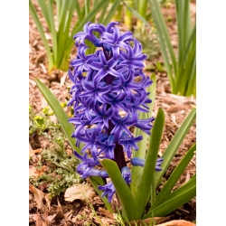 Sümbül Mavi İnci - 3 adet - Hyacinthus