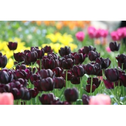 Tulipán Black Hero - csomag 5 darab - Tulipa Black Hero