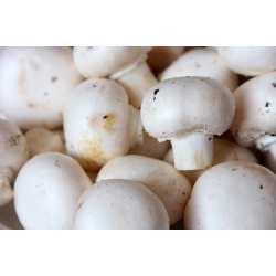 Ciupercă comună albă - miceliu, reprodusă pe cereale - pentru creștere acasă sau în grădină - 1 kg - 