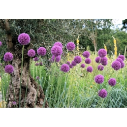 葱属紫色感觉 -  3个洋葱 - Allium Purple Sensation