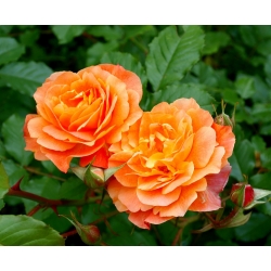 Trandafir cu flori mari - portocaliu - răsaduri în ghiveci - 
