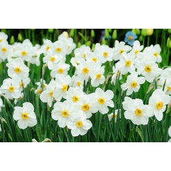 Narcissus Recurvus - Daffodil Recurvus - 5 lampu