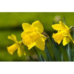 Nárcisz - Golden Harvest - csomag 5 darab - Narcissus