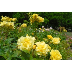 Садовая многоцветковая роза - жёлтый - горшечная рассада - 