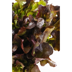 Salat Romano - Red Salad Bowl - 1150 frø - Lactuca sativa L. var. longifolia