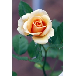 Rosa de flores grandes - crudo oscuro - plántulas en maceta - 
