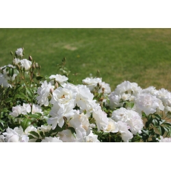 Вртна мулти-цветна ружа - бела саксија - 