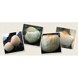 Lví hříva - oblíbená houba Asie; opičí hlava, vousatý zubní houba, satyrův vous, vousatý ježek houba, pom pom hub, vousatý zub houba \ t - Hericum erinaceus