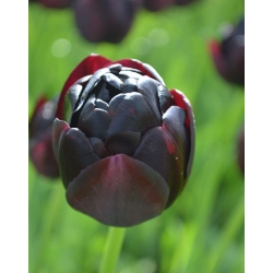 Tulipa Μαύρος Ήρωας - Tulip Black Hero - 5 βολβοί - Tulipa Black Hero