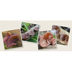 유태인의 귀; 나무 귀, 젤리 귀 - Auricularia auricula-judae