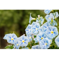 Насіння синьої зірки - Іпомея триколор - 56 насінь - Ipomoea tricolor - насіння
