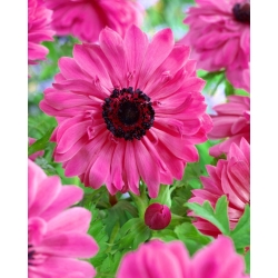 Double anemone – Admiral – 40 pcs; poppy anemone, windflower