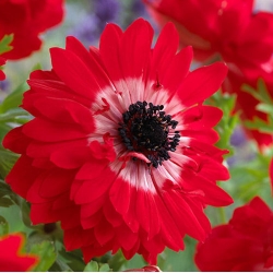 Anemon ganda - Gubernur - 40 pcs; poppy anemone, bunga matahari - 
