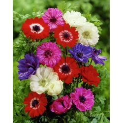 Double anemone - krāsu izvēle - 40 gab. magoņu anemone, windflower - 