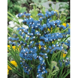 Modrá Svieti semená - Campanula drabifolia - 105 semien - Limonium sinuatum