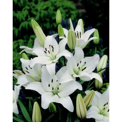 لیلیوم، لیلی آسیاتی سفید - لامپ / غده / ریشه - Lilium Asiatic White