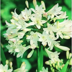 Agapanthus, Lily of the Nile White - củ / củ / rễ