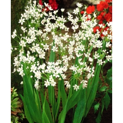 Чесънът Неапол - 20 крушки - Allium Neapolitanum