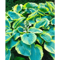 Hosta، Plantain Lily Francess Williams - bulb / tuber / root