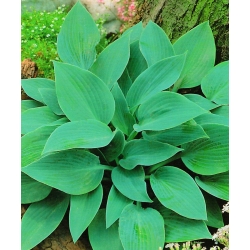 Hosta, planta Lily Halcyon - bulb / tuber / rădăcină