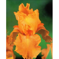 Iris germanica Orange