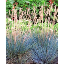 Festuca Glauca Blue Grass - bec / tuber / rădăcină