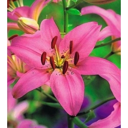 Lilium, Lily Asiatic Pink - луковица / грудка / корен - Lilium Asiatic White