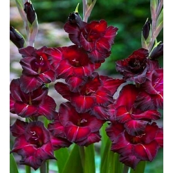Gladiolus, Gladiole, Schwertblume Black Star - 5 Zwiebeln