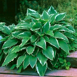 Hosta, Plantain Lily Crispula - bebawang / umbi / akar