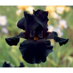 Iris germanica Black Night - ampul / yumru / kök