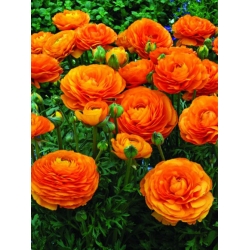 Ranunculus - laranja - pacote de 10 peças
