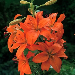 Lilium, Lily Asiatic Orange - květinové cibulky / hlíza / kořen - Lilium Asiatic White