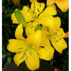 Lilium, Lily Asiatic Yellow - květinové cibulky / hlíza / kořen - Lilium Asiatic White