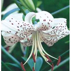 Lilium, Lily White Tiger - bebawang / umbi / akar - Lilium White Tiger