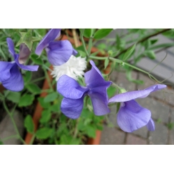 Lõhnav lillhernes - sinine - 36 seemned - Lathyrus odoratus