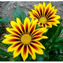 Treasure Flower, Gazania mix насіння - Gazania rigens - 75 насінин - Gazania splendens