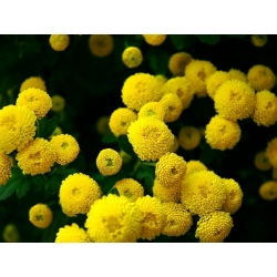ナツシロギクゴールデンボールの種 - 菊parthenium fl.pl。ゴールドボール -  1500種 - Chrysanthemum parthenim - シーズ