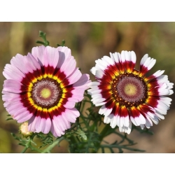 Dažytos Daisy Tricolor Rainbow Mix sėklos - Chrysanthemum carinatum - 750 sėklų
