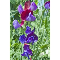 Purple Sweet Pea seeds - Lathyrus odoratus - 36 seeds