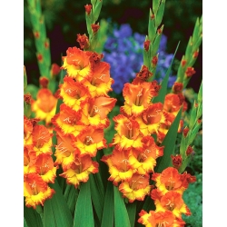 Miekkaliljat Sunshine - paketti 5 kpl - Gladiolus Sunshine