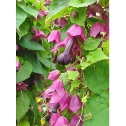 Rhodochiton紫色响铃种子 -  Rhodochiton atrosanguineus  -  6种子 - 種子